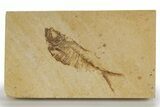 Detailed Fossil Fish (Diplomystus) - Wyoming #318626-1